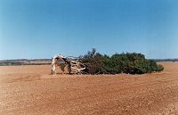 Greenough leaning tree ~ 12 km south of Geraldton.  The breeze from the ocean makes trees in the area grow this way.