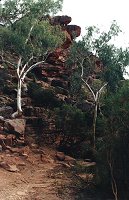 Trees in the gorge