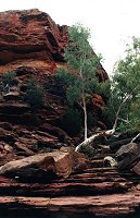 Trees in the gorge