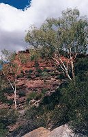 Trees in the gorge