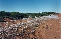 Yalgoo - everlastings