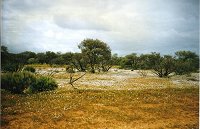 Yalgoo - everlastings