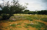 Yalgoo - everlastings