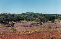 Yalgoo - everlastings