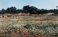 Yalgoo - everlastings