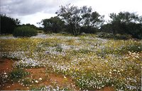 Yalgoo - everlastings