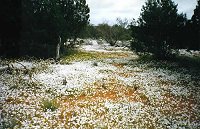 Yalgoo - everlastings
