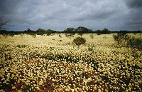 Yalgoo - everlastings