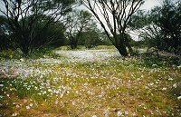 Yalgoo - everlastings