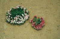 "Wedding cake" (wreath) flower