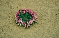 "Wedding cake" (wreath) flower