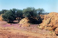 On the top - pink areas are the flowers (the ones as on the photo on the right)