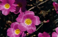 The flower close-up
