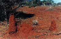 As you can see, ants build watchtowers there