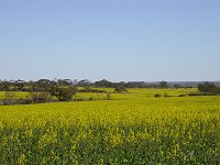 Canola fields