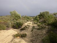 Bush track ("Salt Lake Road")