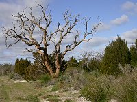 Bush track ("Salt Lake Road")