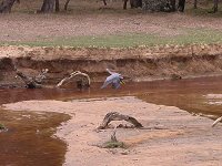a water bird