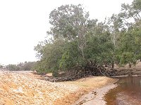 a tree in the middle of the brook