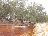 trees' roots across the brook