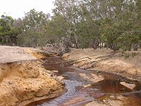 trees' roots across the brook