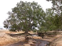 another tree in the middle of the brook