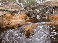along the brook...