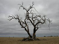 a tree in a field
