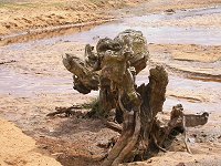interestingly shaped roots