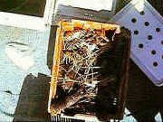 Morning catch