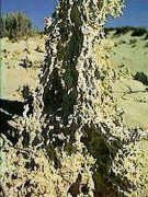 Fossillised plants