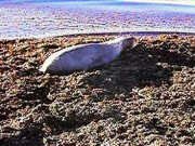 A seal