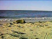 And another seal