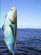 Parrot fish