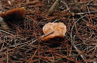 Mushrooms in the Second Valley Forest
