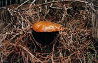 Mushrooms in the Second Valley Forest