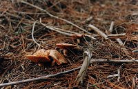Mushrooms in the Second Valley Forest
