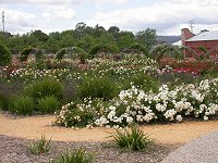 The rose garden