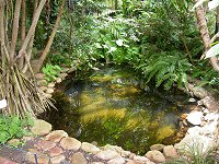 inside the Bicentennial conservatory