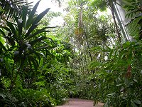 inside the Bicentennial conservatory
