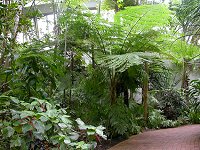 inside the Bicentennial conservatory