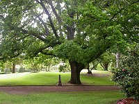 Tree planted in 1880