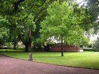 Tree planted in 1980