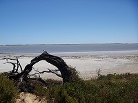 Coorong