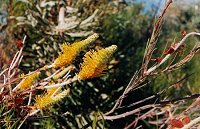 Grevillea eriostachya