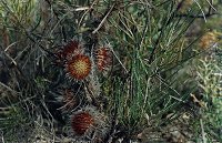Dryandra speciosa