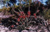 Verticordia grandis