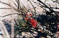 Verticordia grandis