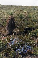 Lechenaultia biloba