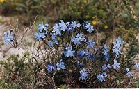 Lechenaultia biloba